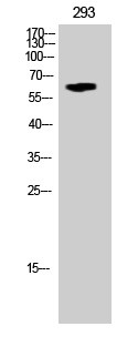 Anti-phospho-STK3 + STK4 (Thr180 / Thr183)