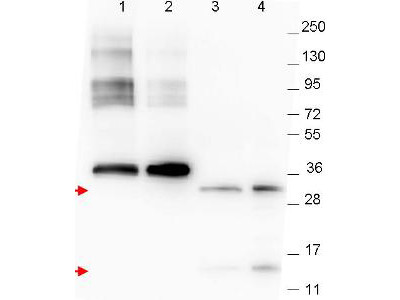 Anti-NAG-1 (C-terminal specific), clone 23B3D2.H5