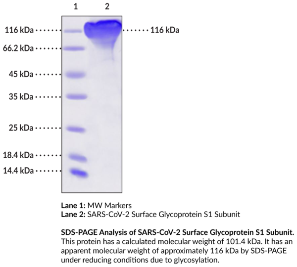 SARS-CoV-2 Spike Glycoprotein S1 Subunit (recombinant)