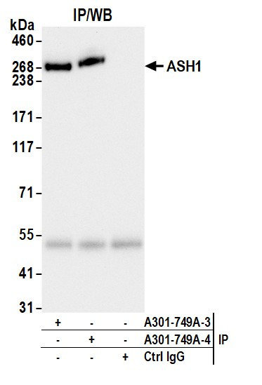 Anti-ASH1