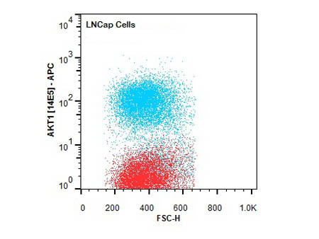 AKT ISOFORM ANTIBODY SAMPLER KIT - K40, various clones