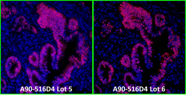 Anti-Mouse IgG-heavy and light chain cross-adsorbed, DyLight(R) 594 conjugated