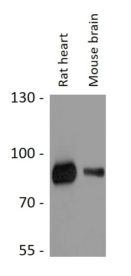 Anti-POLK / DNA Polymerase Kappa