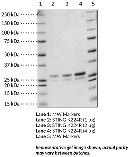 STING R224 variant (human, recombinant)