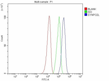 Anti-SYNPO2L / Synaptopodin 2-like protein