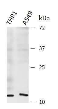 Anti-FDX1 / Ferredoxin 1