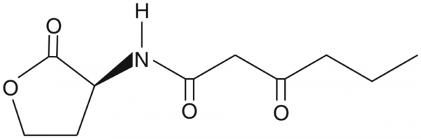 N-(beta-ketocaproyl)-L-Homoserine lactone