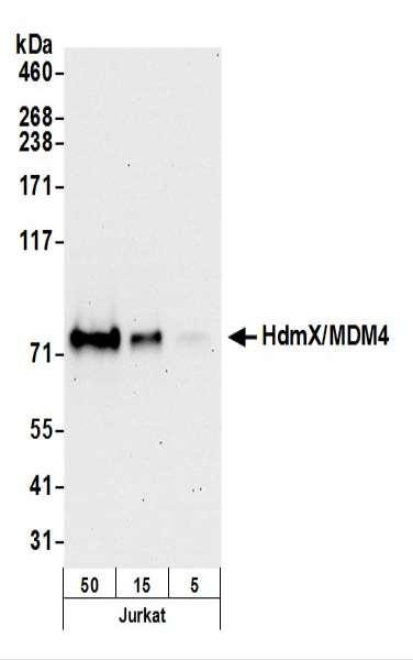 Anti-HdmX/MDM4 Recombinant Monoclonal