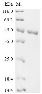 Glycerol-3-phosphate dehydrogenase [NAD(+)], cytoplasmic (Gpd1), recombinant mouse