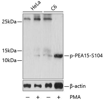 Anti-phospho-PEA15 (Ser104)