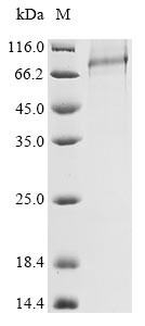 Acrosin (ACR), human, recombinant