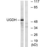 Anti-UGDH