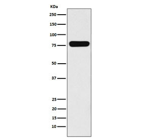 Anti-Villin, clone AFGO-22