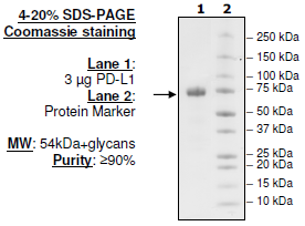 PD-L1 (A121Q), Fc fusion, Biotin-labeled