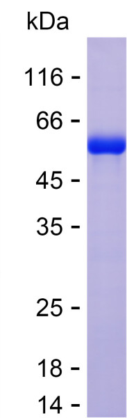Recombinant Human MACROH2A1 Protein