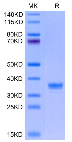 Mouse ANTXR2 Protein