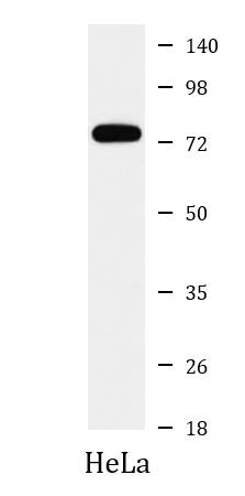 Anti-CD204 / MSR1