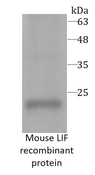Mouse LIF recombinant protein (Active) (His-tagged)