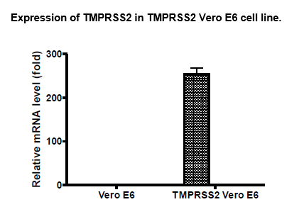 TMPRSS2 - Vero E6 Recombinant Cell Line