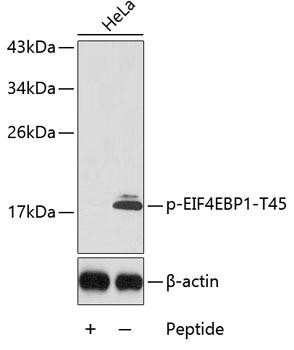 Anti-phospho-EIF4EBP1-T45