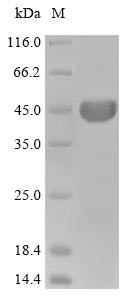 Actin, cytoplasmic 1 (ACTB), Cricetulus griseus, recombinant