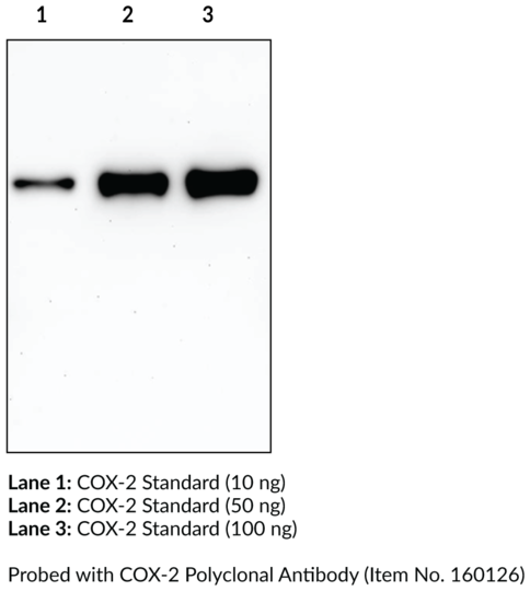COX-2 (ovine) Electrophoresis Standard