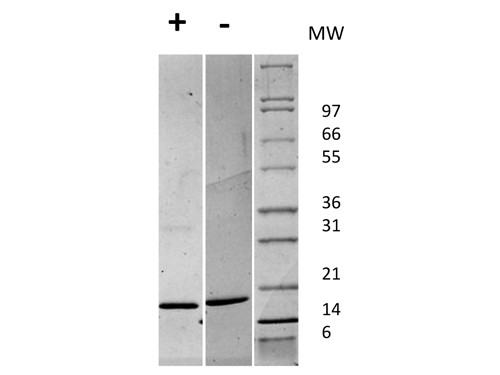 Fibroblast Growth Factor 147 basic