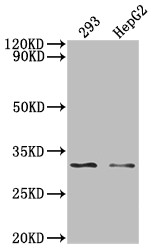 Anti-NDUFS3 Recombinant Monoclonal, clone 1H12