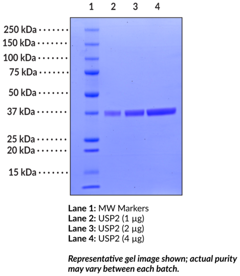 USP2 active domain (human recombinant)