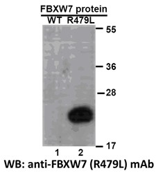 Anti-FBXW7 (R479L)