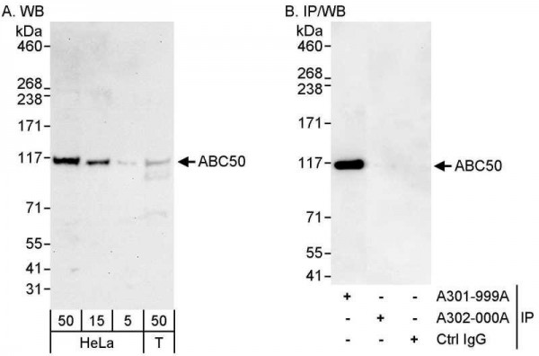 Anti-ABC50