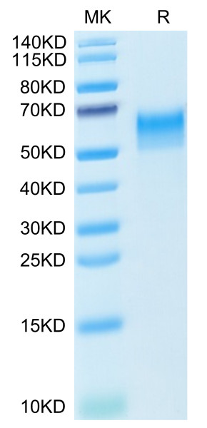 Mouse CD4/LEU3 Protein