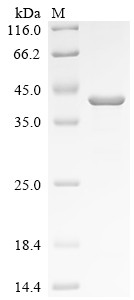 Nidogen-1 (Nid1), partial, mouse, recombinant