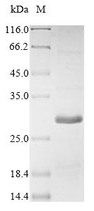 Gremlin-1 (Grem1), rat, recombinant