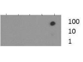 Anti-trimethyl-Histone H3 (Trimethyl Lys37)