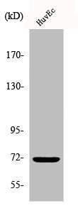 Anti-Phospho-PTPN11 (Y542)
