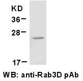 Anti-Rab3D
