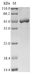 Sterol-4-alpha-carboxylate 3-dehydrogenase, decarboxylating (ERG26), Saccharomyces cerevisiae, recom