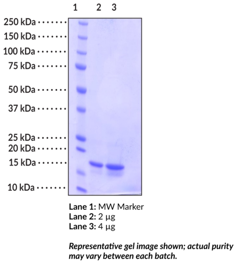 FABP7 (human, recombinant)