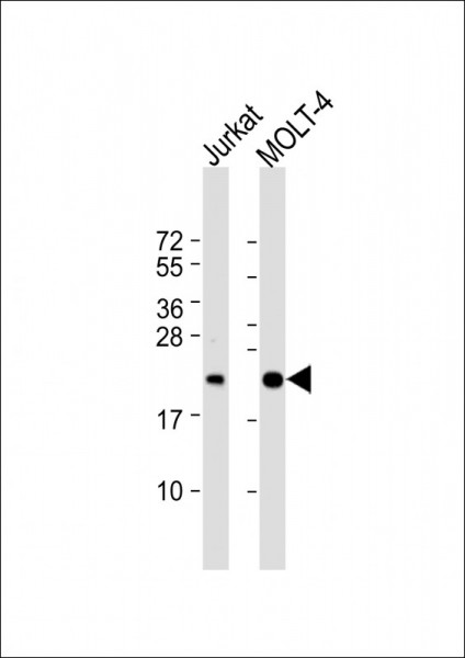 Anti-CD3 zeta