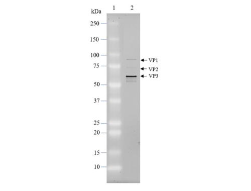 AAV9 Luciferase