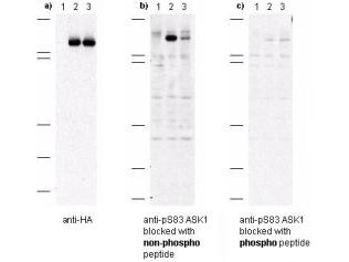 Anti-phospho-ASK1 (Ser83) (Apoptosis Signal-regulating Kinase 1, MEK Kinase 5, MAPKKK5)