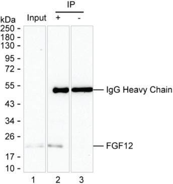 Anti-FGF12