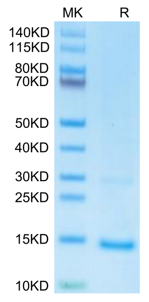 Monkeypox virus A29 Protein