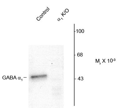 Anti-GABAA Receptor alpha 1