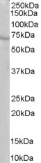 Anti-RIC8A / Synembryn, C-terminal