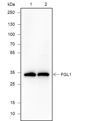 Anti-Recombinant FGL1, clone A637