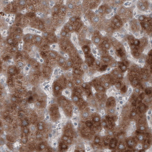 Anti-HMGCR, clone CL0259