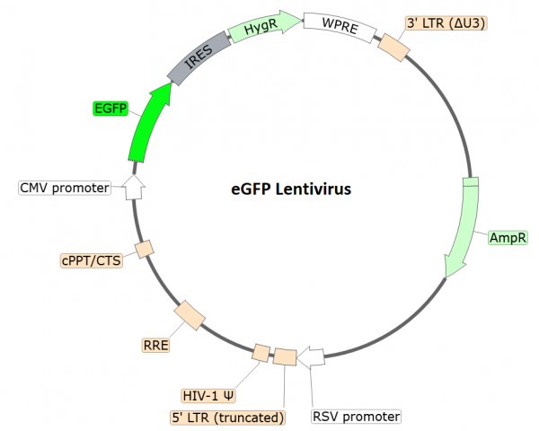Enhanced GFP Lentivirus (Hygromycin)