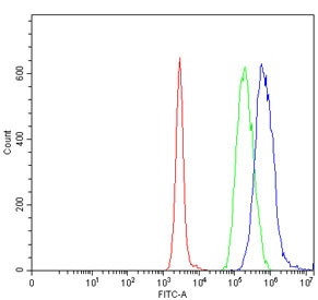 Anti-UBE2O / Ubiquitin-conjugating enzyme E2 O